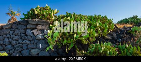 Il cactus di fichi d'India (Opuntia) cresce selvaggio lungo un muro di pietra e la roccia vulcanica costiera sull'isola di Pantelleria con un cielo blu Foto Stock