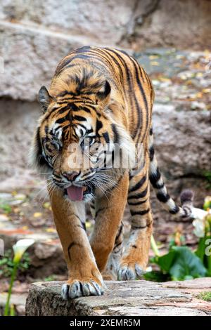 La tigre di Sumatra, con il suo impressionante cappotto arancione e le strisce nere, è stata avvistata mentre passava attraverso la fitta foresta. Questa foto cattura la sua maestosa p Foto Stock