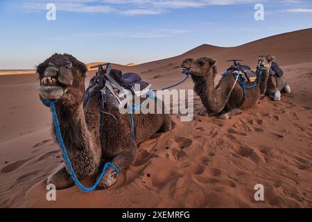 Tre cammelli appoggiati sulla sabbia del deserto di Merzouga con equipaggiamento da equitazione, legati con corde blu. Foto Stock