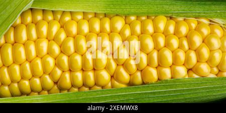 Primo piano di una pannocchia di mais aperta con chicchi gialli dorati: Calgary, Alberta, Canada Foto Stock