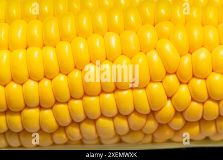 Primo piano estremo di una pannocchia di mais che mostra chicchi gialli dorati; Calgary, Alberta, Canada Foto Stock