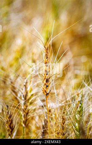 Primo piano di una testa di grano dorato in un campo, ad est di Calgary, Alberta; Alberta, Canada Foto Stock