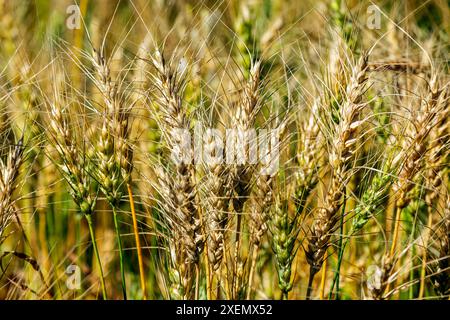 Primo piano di una testa di grano dorato in un campo, ad est di Calgary, Alberta; Alberta, Canada Foto Stock