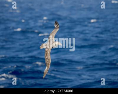 Northern Giant Petrel o Hall's Giant Petrel (Macronectes halli) in volo sopra il tempestoso oceano meridionale. Antartide, passaggio di Drake. Foto Stock