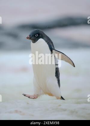 Pinguino di Adelie. Antartide, Penisola Antartica, Terra di Graham, Isola di Peterman Foto Stock