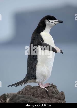 Pinguino Chinstrap. Antartide, Isole Shetland meridionali, Isola di Barrientos Foto Stock