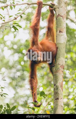 Orangutan (specie di Pongo) appeso lateralmente a un ramo di albero e tenendo in mano una banana nel Parco Nazionale di Tanjung Puting Foto Stock