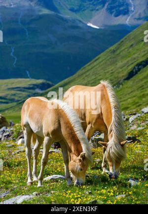 Cavallo Haflinger sul suo pascolo montano (Shieling) nelle Alpi Otztal (Obergurgl, Rotmoostal). Austria, Tirolo Foto Stock