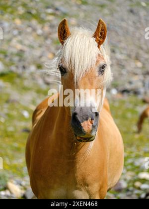 Cavallo Haflinger sul suo pascolo montano (Shieling) nelle Alpi Otztal (Obergurgl, Rotmoostal). Austria, Tirolo Foto Stock