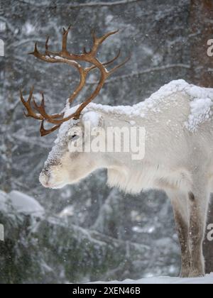 Renne ricoperte di neve durante l'inverno artico. Allevamento di renne vicino a Pyha in Finlandia a nord del cerchio polare. Foto Stock