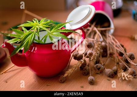 Una teiera rossa con una pianta di cannabis che cresce all'interno si siede su un tavolo di legno, accanto ad alcune cialde di papavero essiccate. Foto Stock