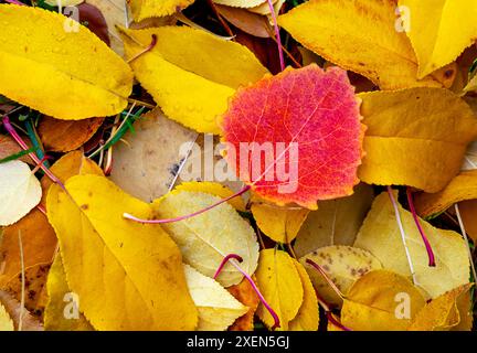 Foglie rosse cadute appoggiate su un letto di foglie dorate a terra; Calgary, Alberta, Canada Foto Stock