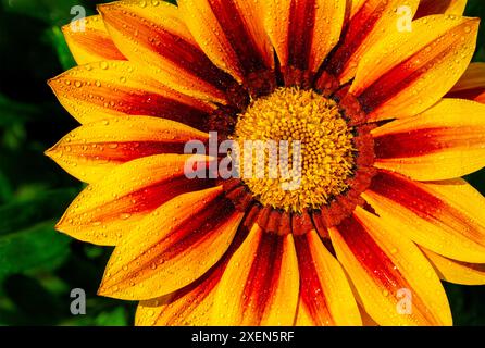 Primo piano estremo di un fiore giallo con strisce rosse; Calgary, Alberta, Canada Foto Stock