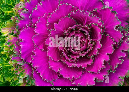 Primo piano di un cavolo rosso (Brassica oleracea) in un giardino; Calgary, Alberta, Canada Foto Stock