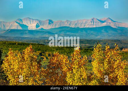 Fila di alberi dorati brillanti in primo piano con colline ondulate, catena montuosa e cielo blu sullo sfondo; Calgary, Alberta, Canada Foto Stock