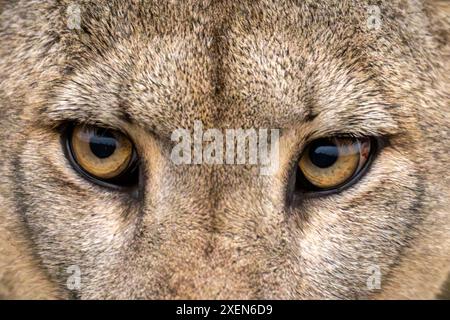 Primo piano del volto di puma (Puma Concolor) che mostra entrambi gli occhi nel Parco Nazionale Torres del Paine; Cile Foto Stock