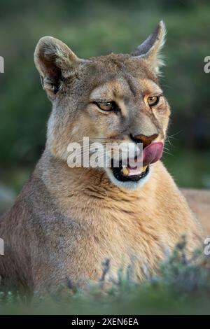 Primo piano di puma (Puma Concolor) sdraiato leccato il naso nel Parco Nazionale Torres del Paine; Cile Foto Stock