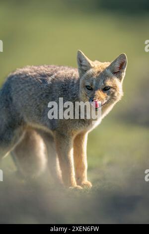 Primo piano della volpe grigia sudamericana (Lycalopex griseus) nel Parco Nazionale Torres del Paine; Cile Foto Stock