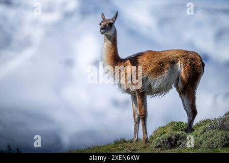 Guanaco (Lama guanicoe) in piedi sulla cresta erbosa guardando la telecamera nel Parco Nazionale Torres del Paine; Cile Foto Stock