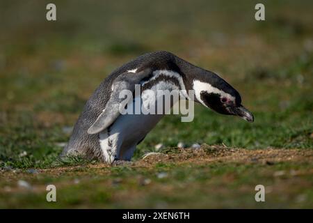 Il pinguino di Magellano (Spheniscus magellanicus) si piega su un pendio erboso; l'isola di Magdalena, la regione di Magallanes, Cile Foto Stock