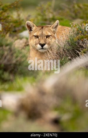 Puma (Puma concolor) si trova a guardare la macchina fotografica attraverso gli spessi cespugli nel Parco Nazionale di Torres del Paine; Cile Foto Stock