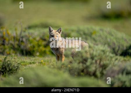 La volpe grigia sudamericana (Lycalopex griseus) si trova tra i cespugli del Parco Nazionale Torres del Paine; Cile Foto Stock