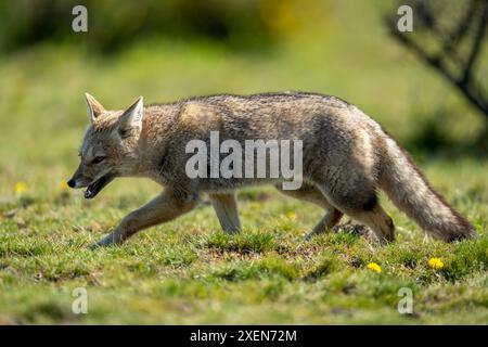 La volpe grigia sudamericana (Lycalopex griseus) cammina attraverso il campo nel Parco Nazionale Torres del Paine; Cile Foto Stock