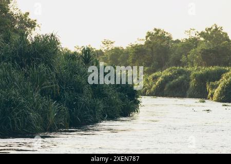 Vegetazione lussureggiante e fiume Sekonyer che scorre attraverso il Parco Nazionale Tanjung Puting in Indonesia; Kumai, Kalimantan centrale, Indonesia Foto Stock