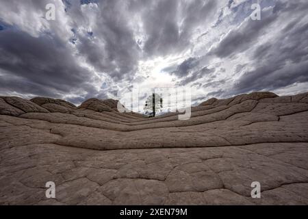 Un albero solitario in piedi all'orizzonte sul bordo di una scogliera rocciosa contro le nuvole drammatiche nel cielo. Incredibile dimostrazione della forza della natura al lavoro Foto Stock