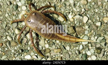 Un esempio dell'estinto Eurypterid Kokomopterus su una spiaggia di ciottoli 418 milioni di anni fa. Foto Stock