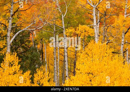 Vista ravvicinata degli alberi di pioppo (Populus tremuloides) nella foresta che esplode con colori dorati e autunnali in Colorado Foto Stock