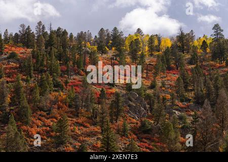Vista ravvicinata di una foresta montana con conifere e arbusti dai colori autunnali sotto un cielo blu, creando una tavolozza virtuale di colori come il mare... Foto Stock
