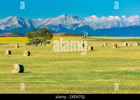 Balle di fieno rotonde in un campo con colline ondulate, tromba, catena montuosa e cielo blu sullo sfondo; a nord di Longview, Alberta, Canada Foto Stock