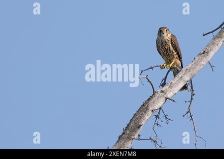 Ritratto di un merlino (Falco columbarius) seduto su un ramo contro un cielo limpido e blu al lago Tarfu, guardando la macchina fotografica Foto Stock