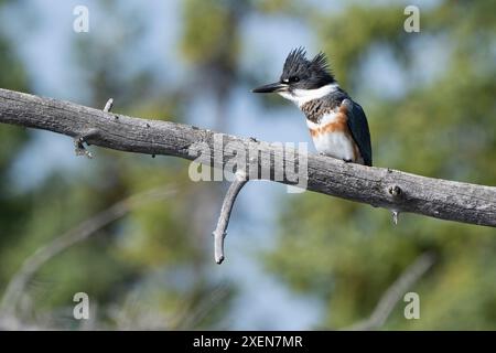 Ritratto ravvicinato di un kingfisher con cintura (Megaceryle alcyon) seduto su un ramo; Teslin, Yukon, Canada Foto Stock