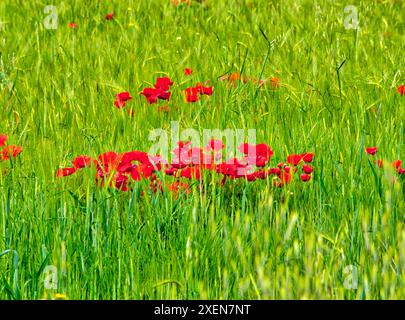 Italia, Umbria, Assisi. Papaveri primaverili nel campo di grano Foto Stock