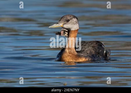 Primo piano di un grebe dalla gola rossa (Podiceps grisegena) e del suo giovane nuoto in un lago; Whitehorse, Yukon, Canada Foto Stock