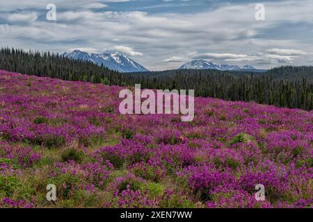 I fiori viola popolano il bordo della strada lungo l'Alaska Highway in direzione nord verso l'Alaska; Haines Junction, Yukon, Canada Foto Stock