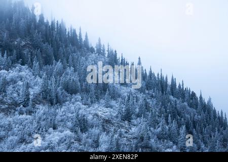 L'inverno si svolge nello Yukon mentre la nebbia si libra sugli alberi innevati sul fianco della montagna che circonda il lago Annie e si anima nella neve sublime e in... Foto Stock