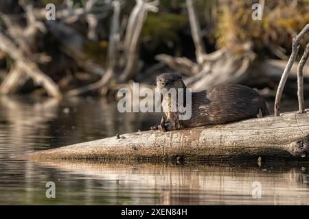 Lontra del fiume bagnato (Lontra candadensis) che poggia su un tronco sul bordo dell'acqua con un pesce nella sua bocca sul lago Tarfu nello Yukon; Yukon, Canada Foto Stock