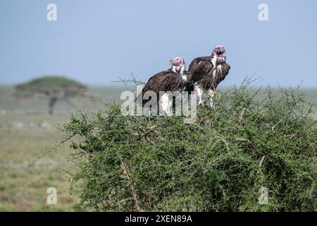 Coppia di avvoltoi a faccia di appeto (Torgos tracheliotos) arroccati su un arbusto alto vicino a Ndutu nella Ngorongoro Crater Conservation area in Tanzania Foto Stock