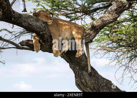 Leone femminile (Panthera leo) addormentato in un albero vicino a Ndutu nella Ngorongoro Conservation area in Tanzania; Tanzania Foto Stock