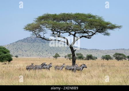 Piccolo gruppo di Zebra (Equus quagga) che cammina attraverso l'erba alta sotto un albero di Acacia che si estende nel Parco Nazionale del Serengeti; Tanzania Foto Stock