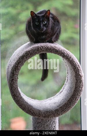 Gatto nero seduto su un albero di gatto; Whitehorse, Yukon, Canada Foto Stock