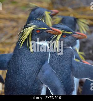 Primo piano di un gruppo di pinguini rockhopper del nord (Eudyptes moseleyi) sull'isola Nightingale; gruppo dell'isola Tristan da Cunha, Oceano Atlantico meridionale Foto Stock