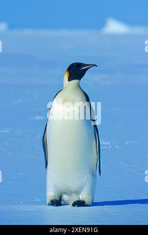 Ritratto ravvicinato di un pinguino imperatore (Aptenodytes forsteri) in piedi su un paesaggio ghiacciato; Antartide Foto Stock