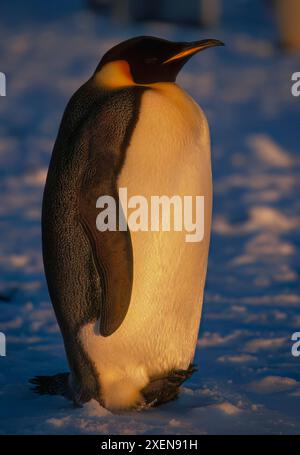 Ritratto ravvicinato di un pinguino imperatore (Aptenodytes forsteri) in piedi nel bagliore dorato del crepuscolo sul paesaggio ghiacciato; Antartide Foto Stock