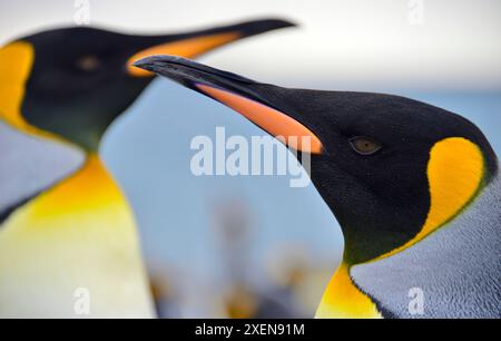 Ritratto ravvicinato di un pinguino re (Aptenodytes patagonicus) profilo, con mate sullo sfondo, Salisbury Plain; South Georgia Island Foto Stock
