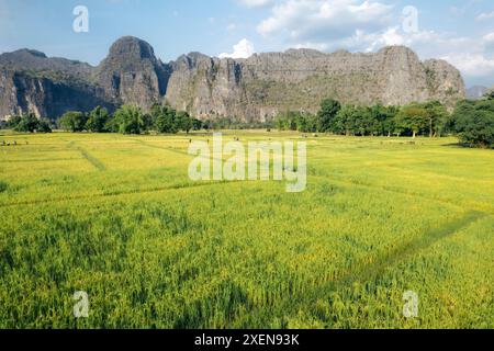 Lavoratori nei campi di riso vicino alla grotta Kong Lor; provincia di Khammouane, Laos Foto Stock