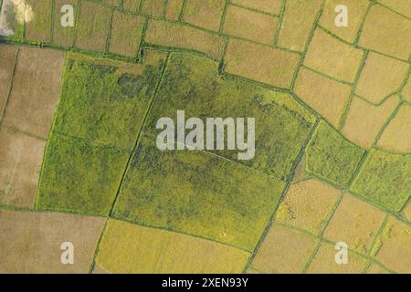 Vista aerea dei campi di riso su terreni agricoli divisi in Laos; Laos Foto Stock